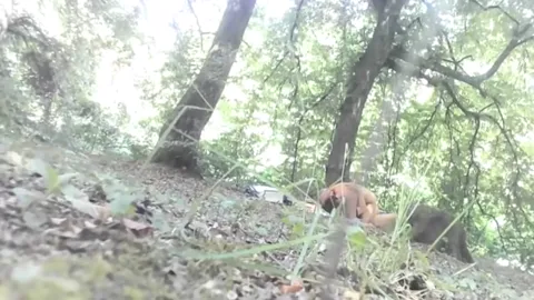 FOREST from Romania Part 14