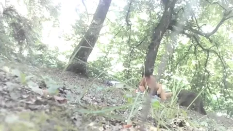 FOREST from Romania Part 16