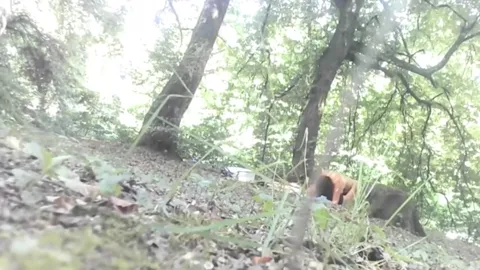 FOREST from Romania Part 25