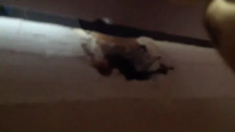 peeping stepmom riding before breakfast Part 11