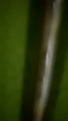 Secretly voyeur spy showering Asian girl unaware Part 1